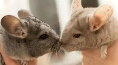 Як розробити шиншиллу вдома